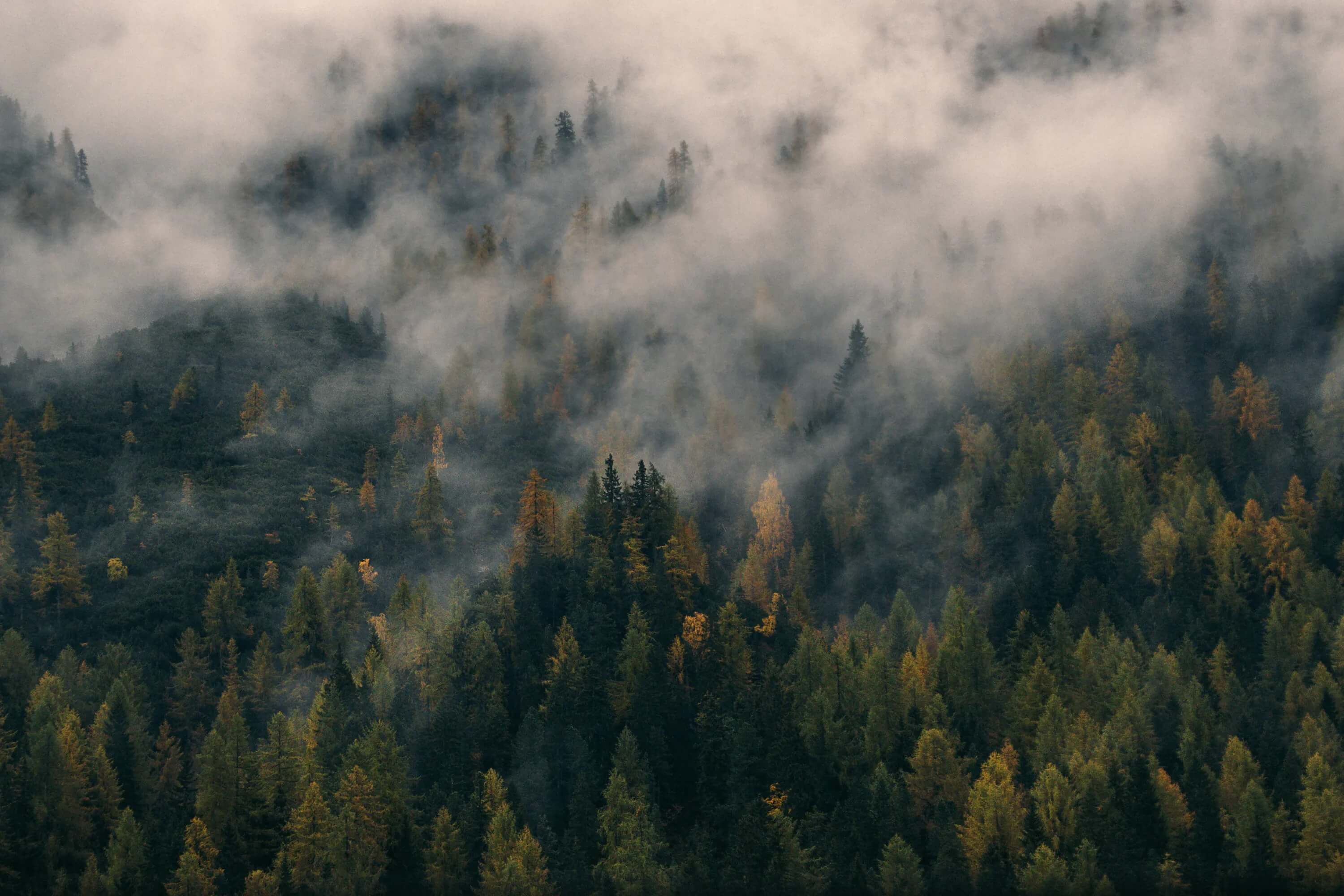 Forest shrouded in mist on a mountain